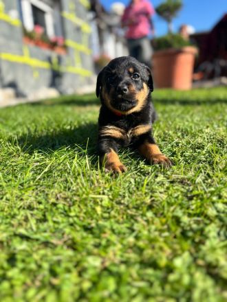 Rottweiler mix??