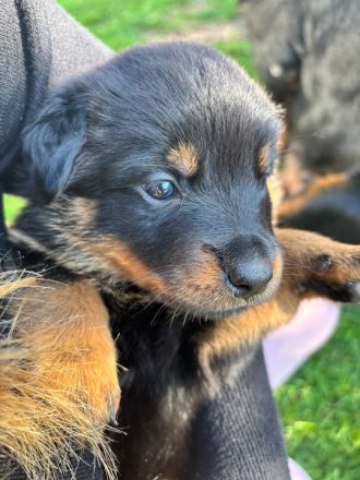 Rottweiler mix??
