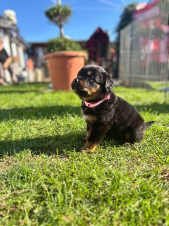Rottweiler mix??