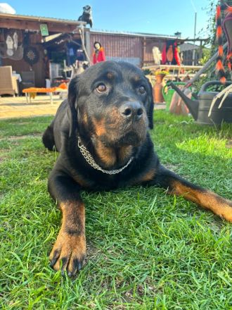 Rottweiler mix??