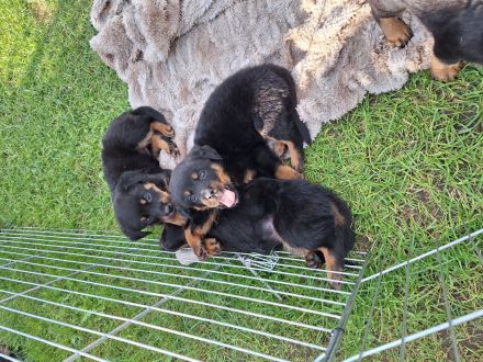 Rottweiler mix??