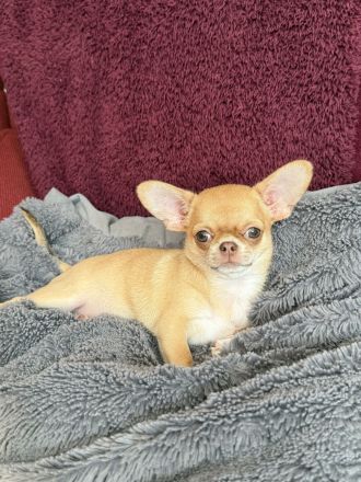 Kurzhaar-Chihuahua