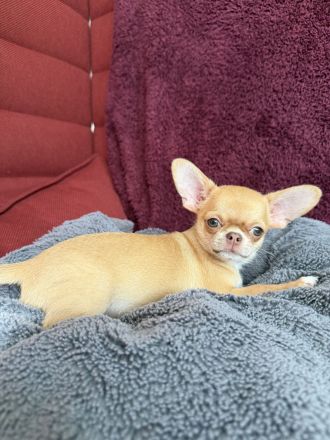 Kurzhaar-Chihuahua
