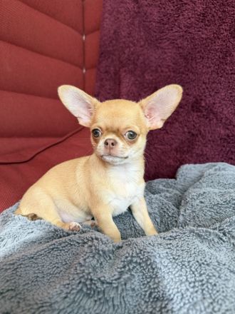 Kurzhaar-Chihuahua