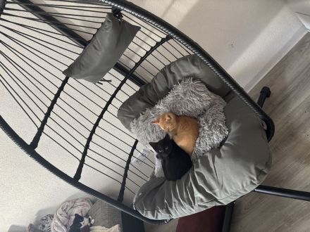 Orangener Kater in liebevolles Zuhause abzugeben