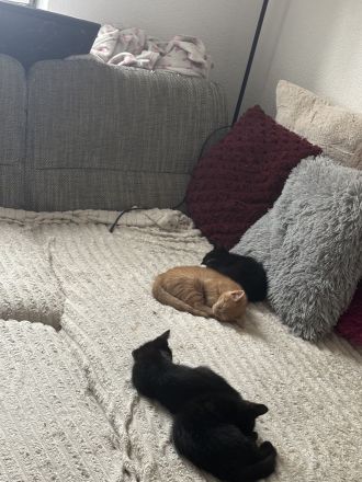Orangener Kater in liebevolles Zuhause abzugeben