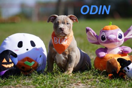 Wunderschöne, Reinrassige American Bully Pocket Welpen auf Familiensuche
