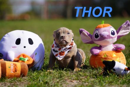 Wunderschöne, Reinrassige American Bully Pocket Welpen auf Familiensuche