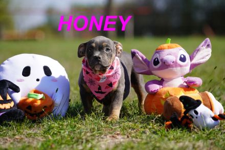 Wunderschöne, Reinrassige American Bully Pocket Welpen auf Familiensuche