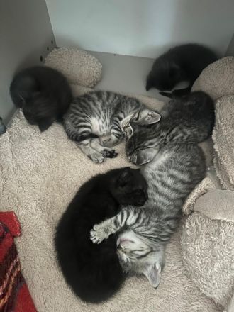 Drei süße BKH-Mix-Kitten suchen ein liebevolles Zuhause