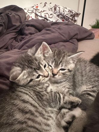 Drei süße BKH-Mix-Kitten suchen ein liebevolles Zuhause