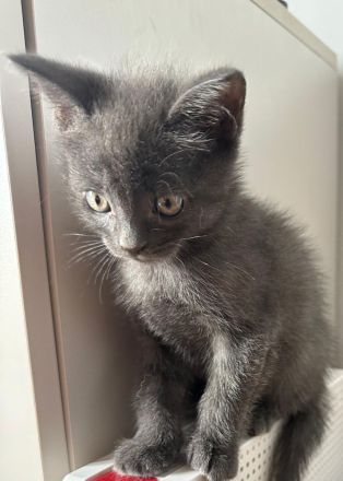 Drei süße BKH-Mix-Kitten suchen ein liebevolles Zuhause