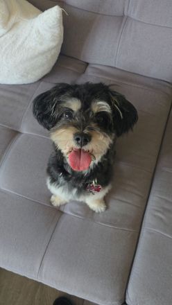 💔 Schweren Herzens: Suche nach dem perfekten „Für-immer-Zuhause“ für unsere kleine Hündin  (ca. Dez