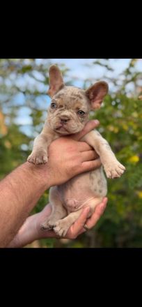 Französische Bulldogge Welpe Rüde