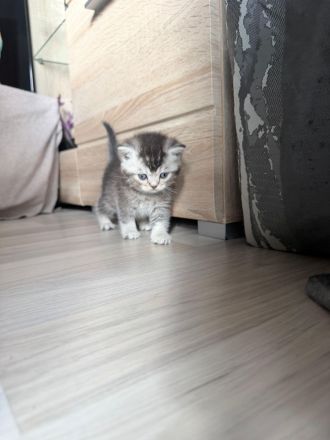 Britisch Kurzhaar Kitten Silver Shaded/Golden/Tabby