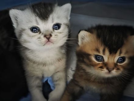 Britisch Kurzhaar Kitten Silver Shaded/Golden/Tabby