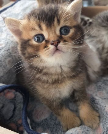 Britisch Kurzhaar Kitten Silver Shaded/Golden/Tabby
