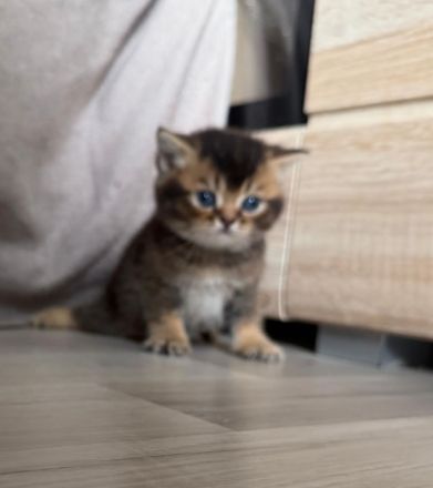 Britisch Kurzhaar Kitten Silver Shaded/Golden/Tabby