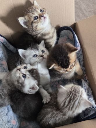 Britisch Kurzhaar Kitten Silver Shaded/Golden/Tabby