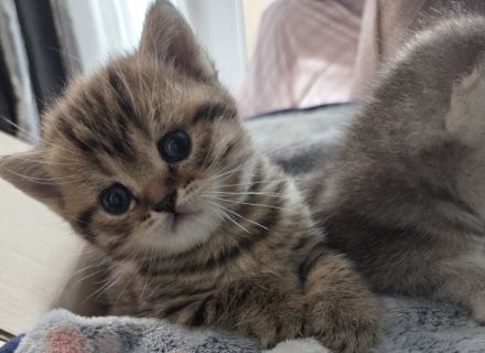 Britisch Kurzhaar Kitten Silver Shaded/Golden/Tabby