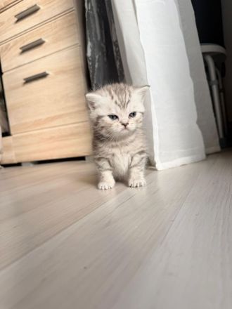 Britisch Kurzhaar Kitten Silver Shaded/Golden/Tabby