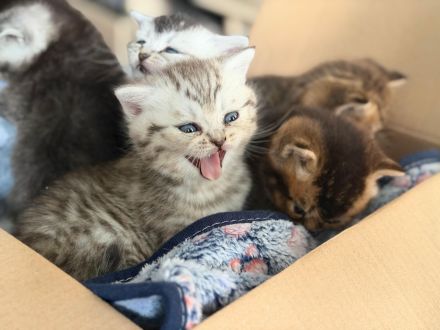 Britisch Kurzhaar Kitten Silver Shaded/Golden/Tabby