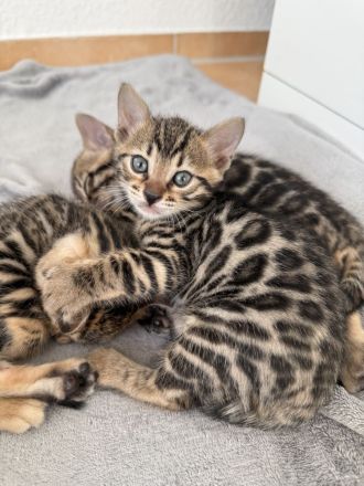 Traumhafte Bengal Kitten suchen ihr liebevolles Für immer Zuhause !