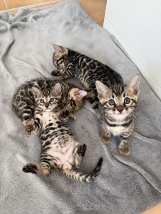 Traumhafte Bengal Kitten suchen ihr liebevolles Für immer Zuhause !