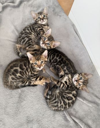 Traumhafte Bengal Kitten suchen ihr liebevolles Für immer Zuhause !
