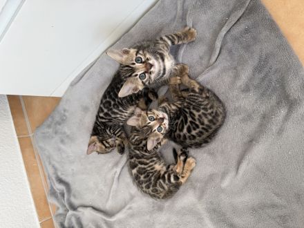 Traumhafte Bengal Kitten suchen ihr liebevolles Für immer Zuhause !