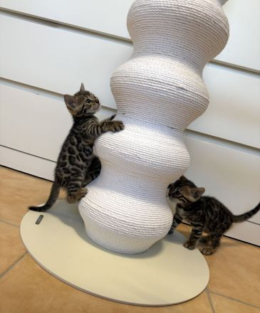 Traumhafte Bengal Kitten suchen ihr liebevolles Für immer Zuhause !