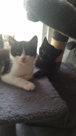 Hauskatze
