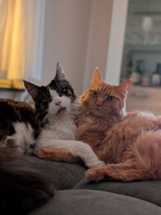 Maine Coon Geschwisterpärchen suchen ein neues, liebesvolles Zuhause