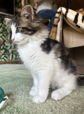 Norwegische Waldkatze Kater Kitten ab Ende Oktober mit Papieren