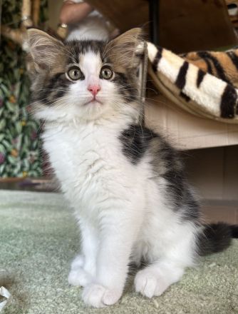 Norwegische Waldkatze Kater Kitten ab Ende Oktober mit Papieren