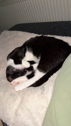 4 1/2 Monate alter Kater