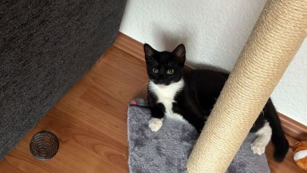 4 1/2 Monate alter Kater