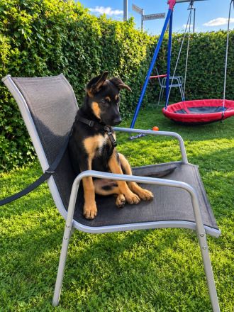 Deutscher Schäferhund / Malinois Mix