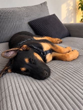 Deutscher Schäferhund / Malinois Mix