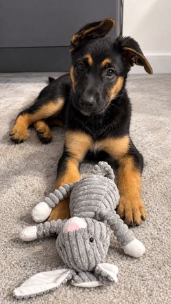 Deutscher Schäferhund / Malinois Mix