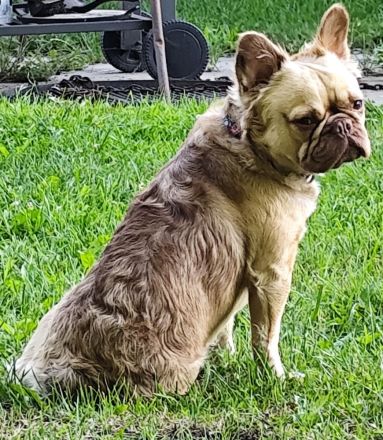 Hübsche gesunde Franz. Bulldoggen Welpen