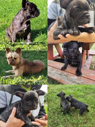 Hübsche gesunde Franz. Bulldoggen Welpen