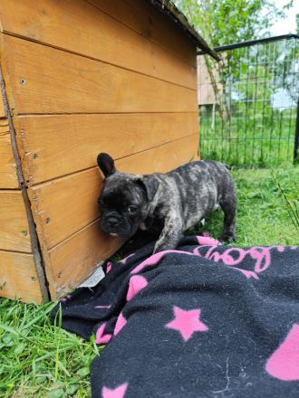 Hübsche gesunde Franz. Bulldoggen Welpen