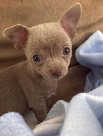Chihuahua-Hündin