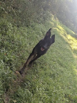 Malinois/ Holländischer Schäferhund