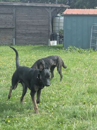 Malinois/ Holländischer Schäferhund