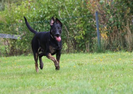 Malinois/ Holländischer Schäferhund