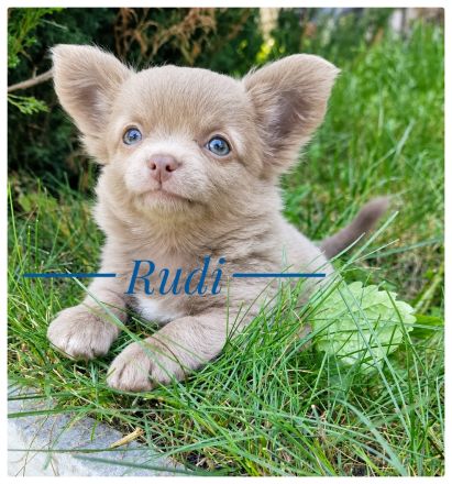 Wunderschöner Chihuahua Rüde - sehr verschmust und sozial - aus liebevoller Zucht