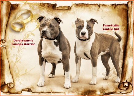 Wir erwarten American Staffordshire Terrier aus TOP Verpaarung mit Ahnentafel
