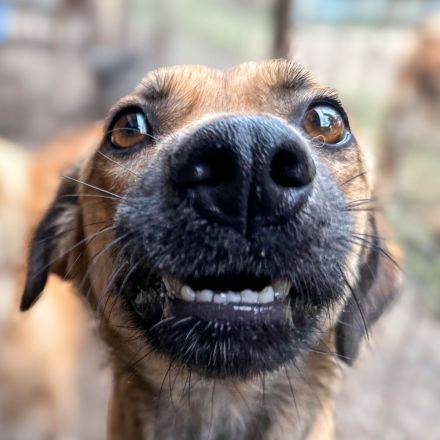 Koba ist ein lieber Bub